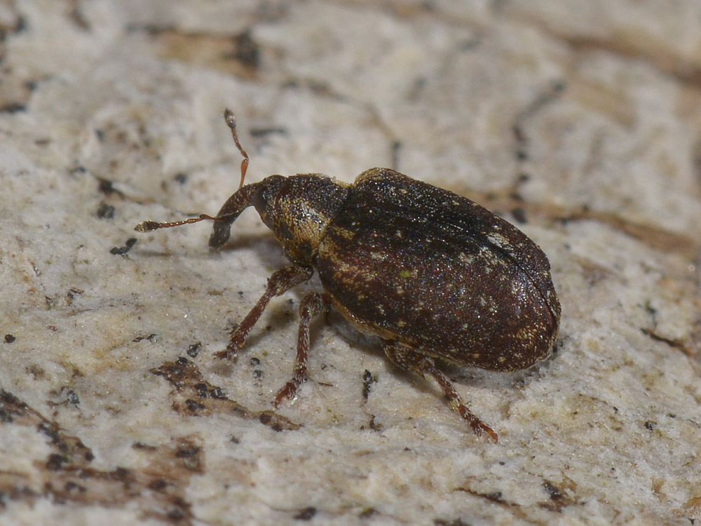 Stereonychus fraxini - Curculionidae